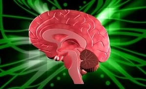Human Brain by dream designs